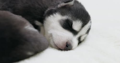 Adorable Husky Puppy Sleeping Peacefully on Blanket