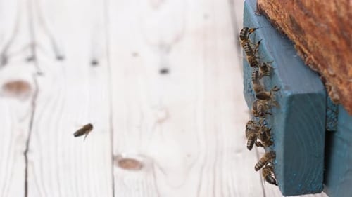 Honey Bees Entering and Exiting the Beehive