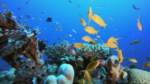 Coral de arrecife submarino