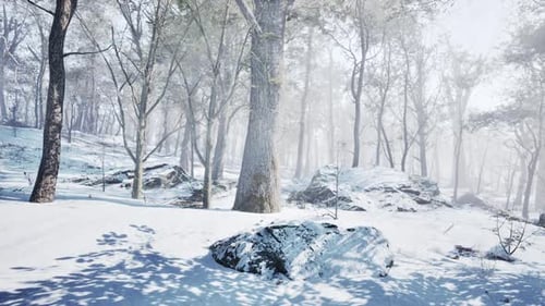 Landscape of Spooky Winter Forest Covered By Mist