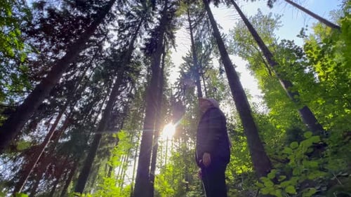 A Woman Walks in a Summer Forest with Tall Trees Camera Rotation Slow Motion