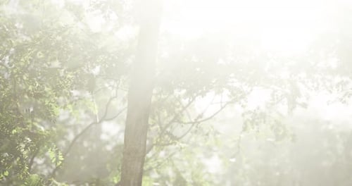Bright Sunlight Filtering Through Misty Forest in Early Morning Hours