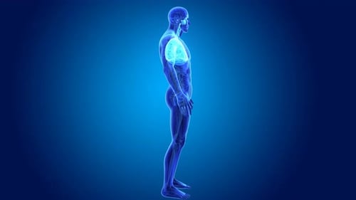 Animated 3D Human Body with Rotating Lungs