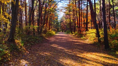 Sunlight Streaming Through Vibrant Autumn Trees Along A Quiet Forest Path