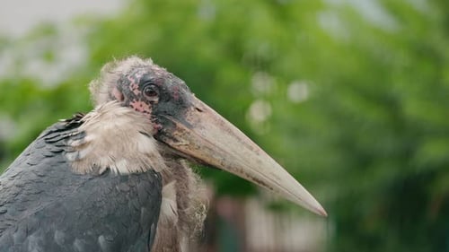 Großer Marabustorch mit gesprenkeltem Kopf und gebogenem Schnabel, der still auf einer grasbewachsenen Oberfläche steht, Federn