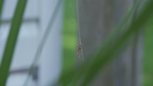 Isolated Garden Spider Hangs On A Web Between Outdoor Plants