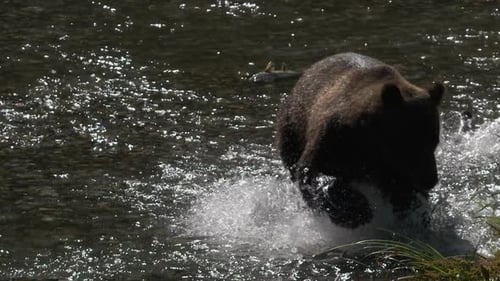 Slow motion: Backlit Grizzly bear splashes in river, chasing salmon