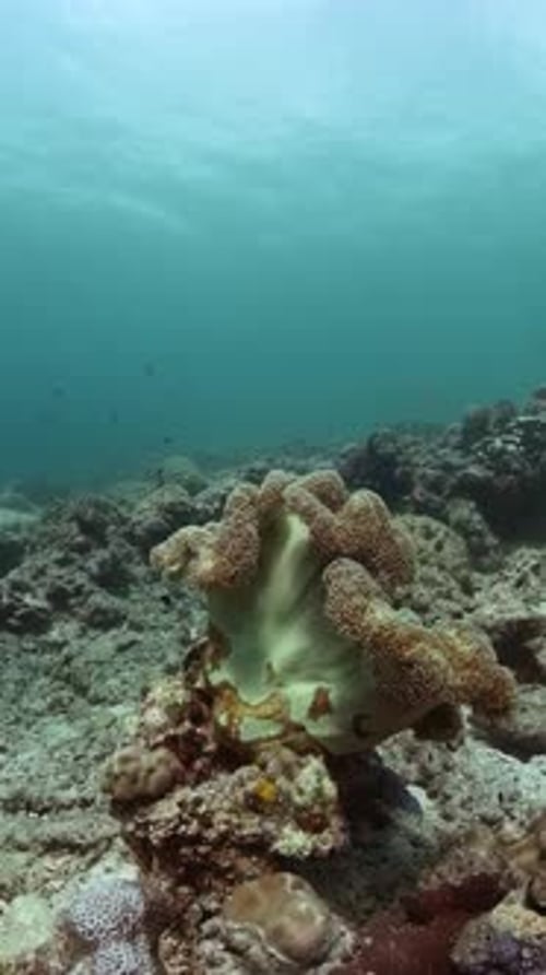 Fish and Coral Reefs Under the Sea Life