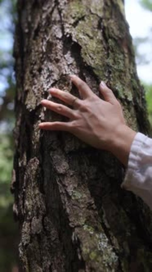 Close Up of Hand Touching Rough Tree Bark in Pine Forest