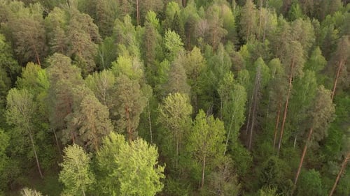 Summer Woodland Top View