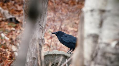 Ein wilder schwarzer Rabe isst eine Nuss zwischen den Bäumen im Wald