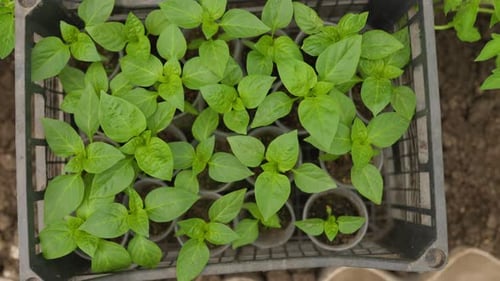 Fertile Grounds Seedlings and Vegetables Flourish in the Garden PEPPER SEEDLINGS