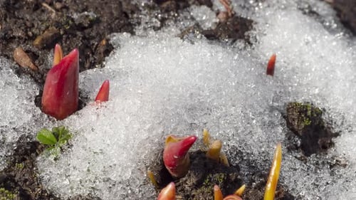 Snow Melting in Flowers on a Spring Day