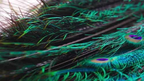 Vibrant Peacock Feathers Shimmering in the Daylight