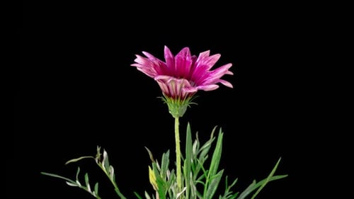 Ouverture de magnifiques fleurs de Gazania
