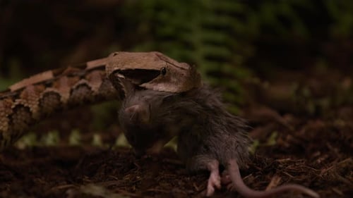La couleuvre vipère du Gabon quelques instants après avoir attrapé une proie, en la tenant, mise au point sur le profil latéral