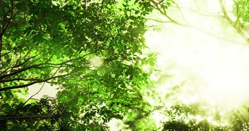 Sunlight Filtering Through Lush Green Leaves in a Vibrant Forest
