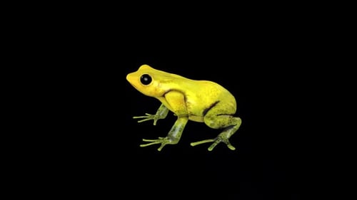 Gold Frog 3
