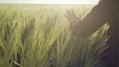 Hand Caressing Wheat in Sunny Field