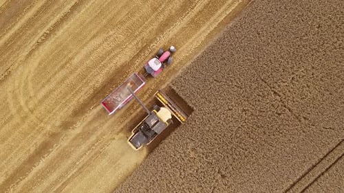 Harvester Combine Unload Grain Into Tractor Trailer in Wheat Field Agricultural Machinery in