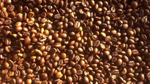 Close up of seeds of coffee