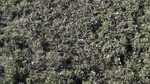 Aerial shot shows flock of white egrets flying above mangrove forest