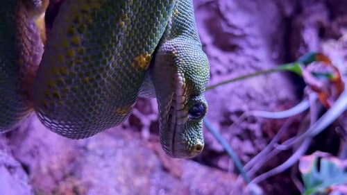 Tête et écailles de python Green Tree, très gros plan