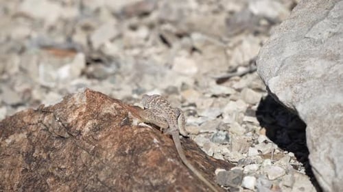 Great Basin Collared Lizard moving through the rocks in the desert