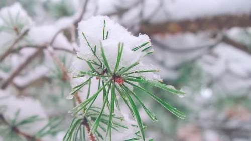 Natur im Winterwald: Nahaufnahme, gefrostete Kiefernnadeln