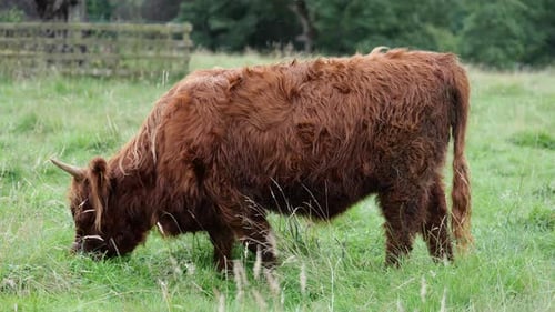 Brown Highland Scottish cow (known as Hielan coo, Bo Ghaidhealach) grazing in Scotland nature