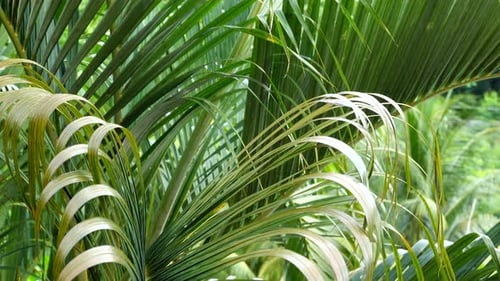 Palmwedel wehen in der Außenbrise.
