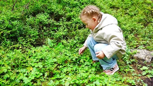 Little Girl in Forest of Alps Picking Wild Strawberries at the Morning in Summer Day