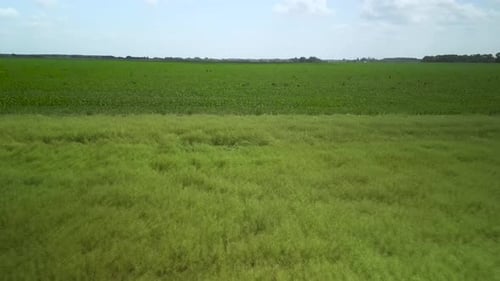 Vista aérea de campo verde en Ucrania
