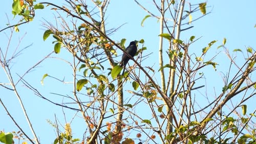 Bird Perched on Branch Against Clear Blue Sky Nature and Wildlife