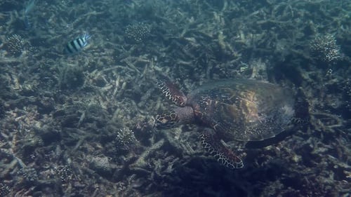 Meeresschildkröte gleitet über das lebendige Korallenriff in kristallklarem Meereswasser