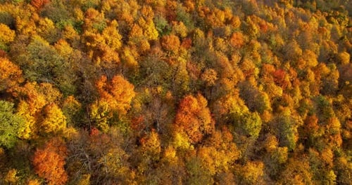 Autumn Forest Aerial View Drone Flies Over Colorful Trees in the Autumn Season