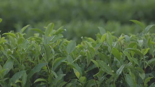 Tea Leaves Young Green Leaves on the Tea Bush Close Up Tea Bush on Plantations in Morning Light Raw