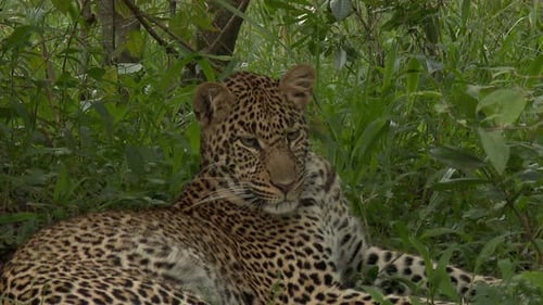 Leopard (Panthera pardus) liegt unter einem Baum und beißt auf Lügen