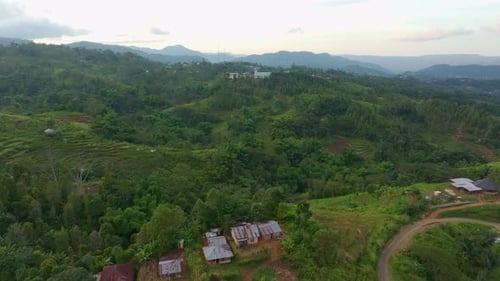 Aerial view of lush rice fields at sunset, Indonesia.