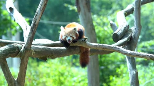 Red Panda Lounging on a Tree Branch
