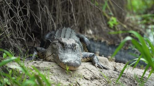 American Alligator on the Bank of the Lake in Florida