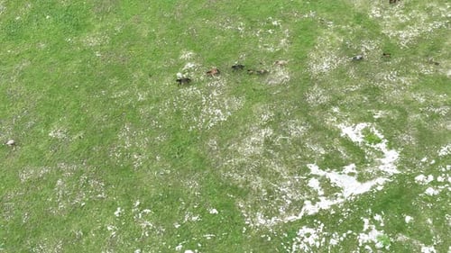 Epic Aerial Over Large Herd Of Wild Horses Running Galloping In Wild Nature Slow Motion Through