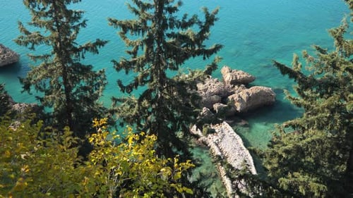 A Beautiful Landscape of a Rocky Shore with Pine Trees Shot From Top to Bottom
