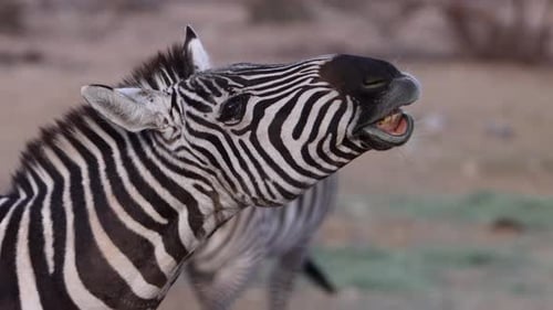 zebra barking with another in background closeup