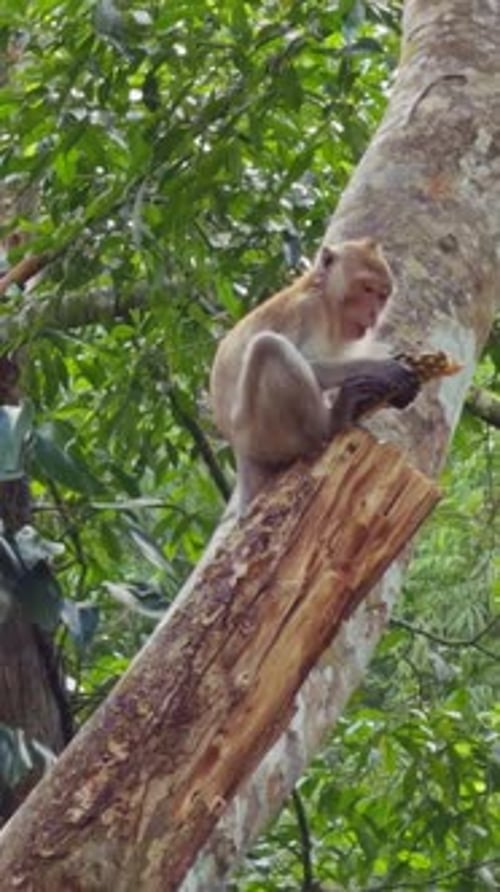 Vidéo verticale. Singe sauvage assis sur un tronc d'arbre mangeant des fruits de durian entouré d'une végétation tropicale dense
