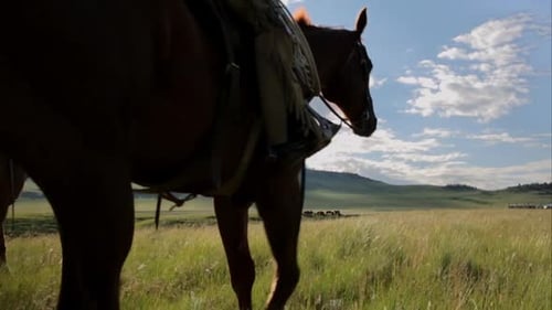 Female Ranchers Horseback Riding in Sunny Remote Rural Field Animals