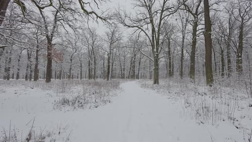 A beautiful walk through the winter forest. Trees, branches and bushes in the snow. Snow everywhere.