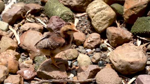 Baby chick in slow motion