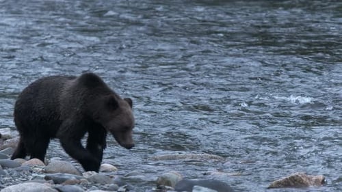 Grizzly bear walks on rocky riverbank during blue hour, hunts for fish