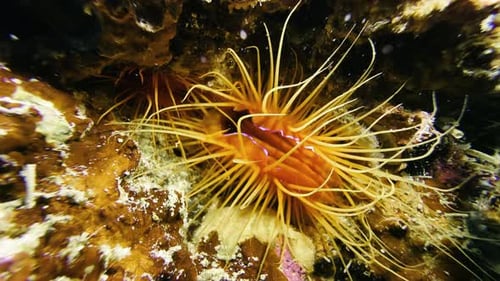 A red clam with billowing tentacles lies in a crevice of a coral reef. The edge of its mantle